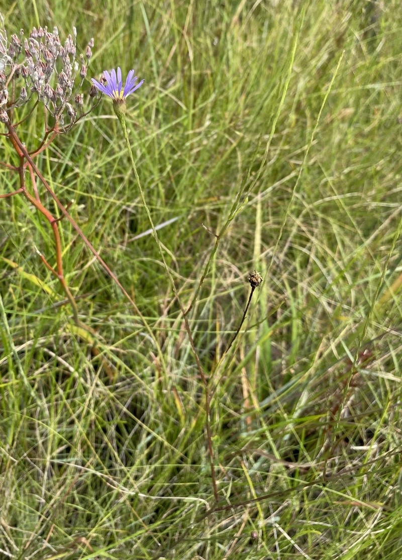Savannah Aster photo 5