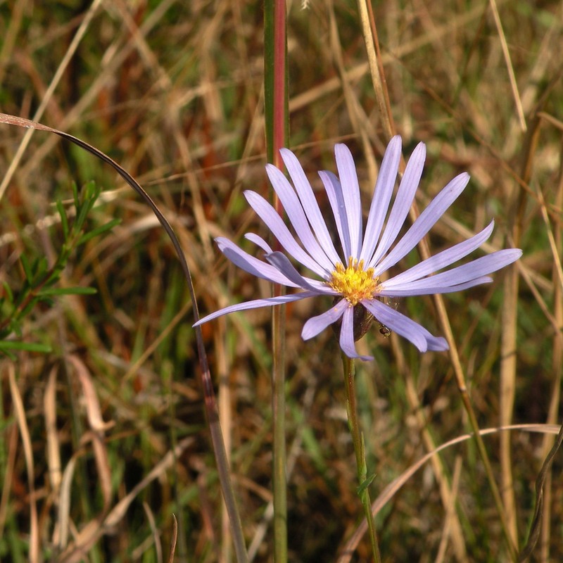 Savannah Aster