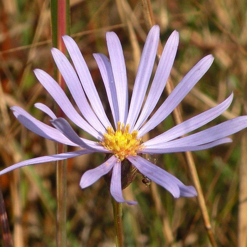 Savannah Aster photo 6