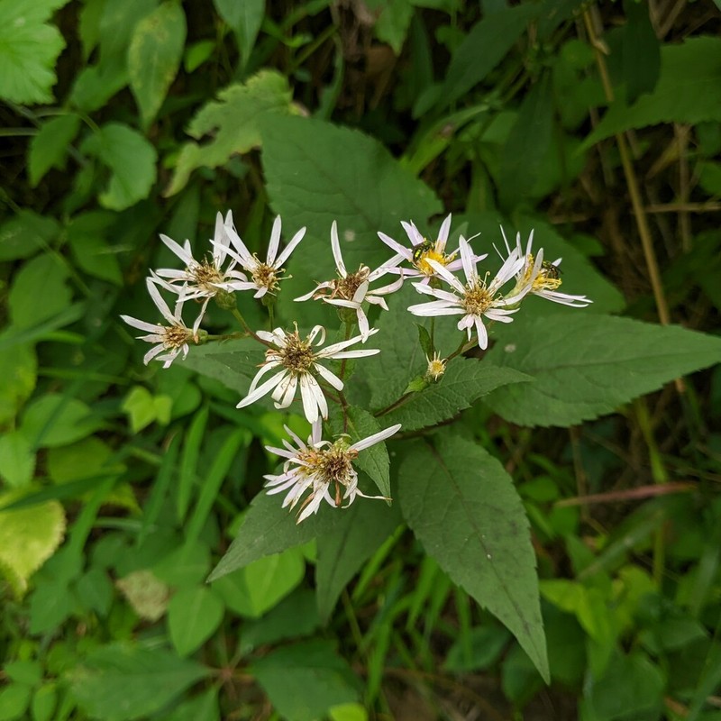 Eurybia chasei photo 4