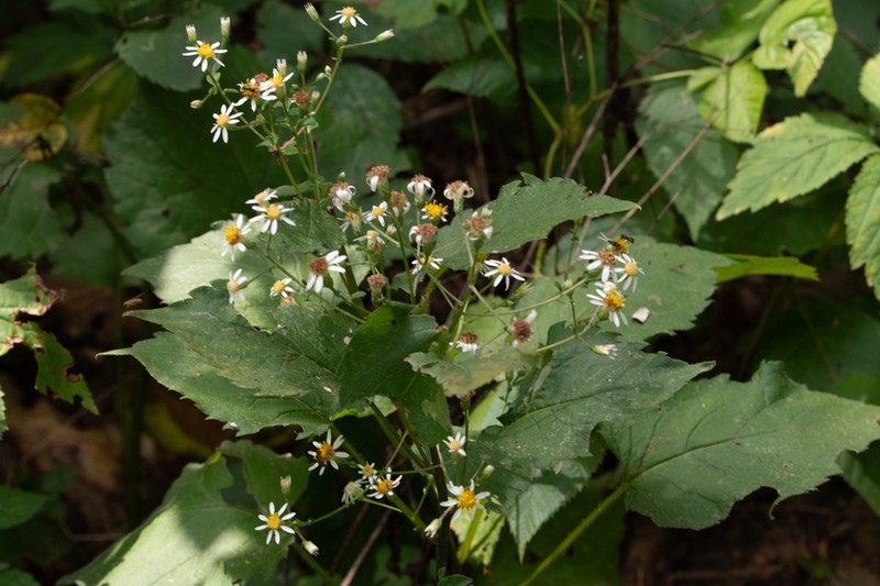 Eurybia chasei photo 2