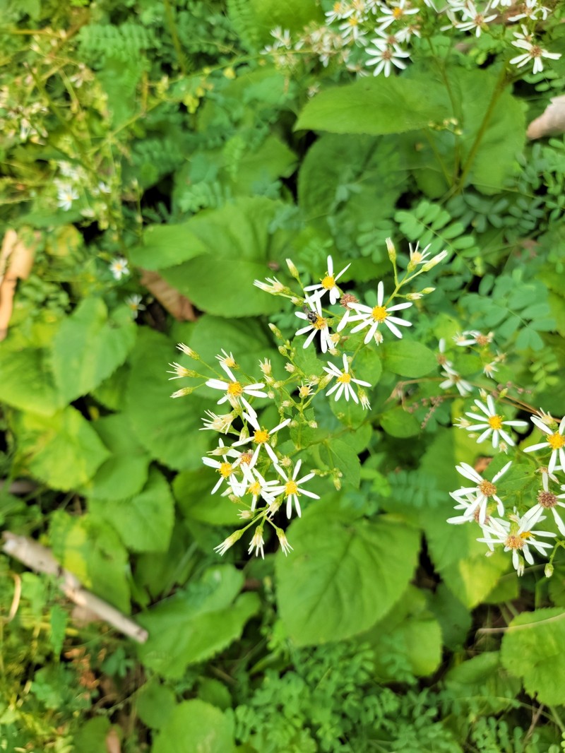 Eurybia chasei photo 3