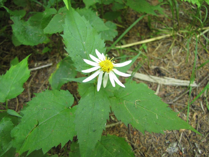 Mountain Aster