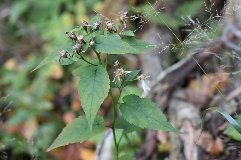 Mountain Aster