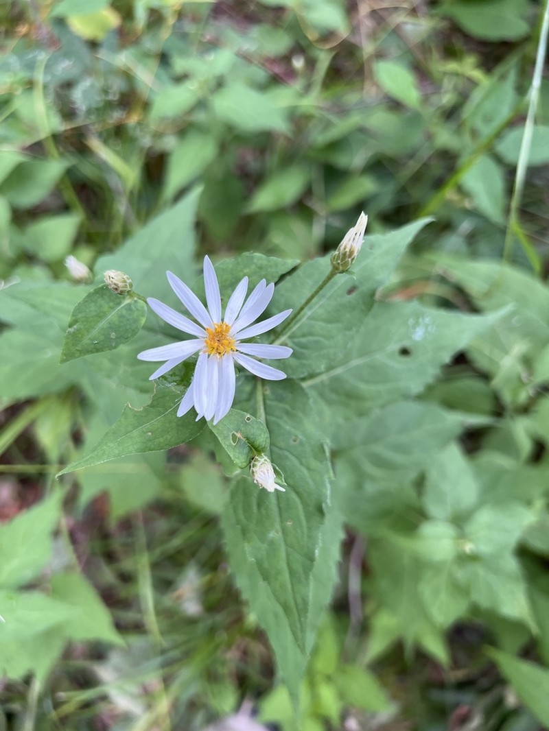 Mountain Aster photo 2