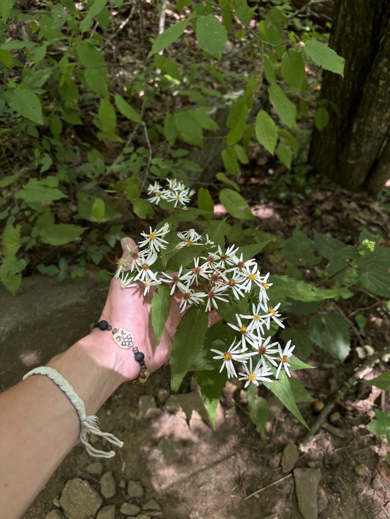 Mountain Aster photo 3
