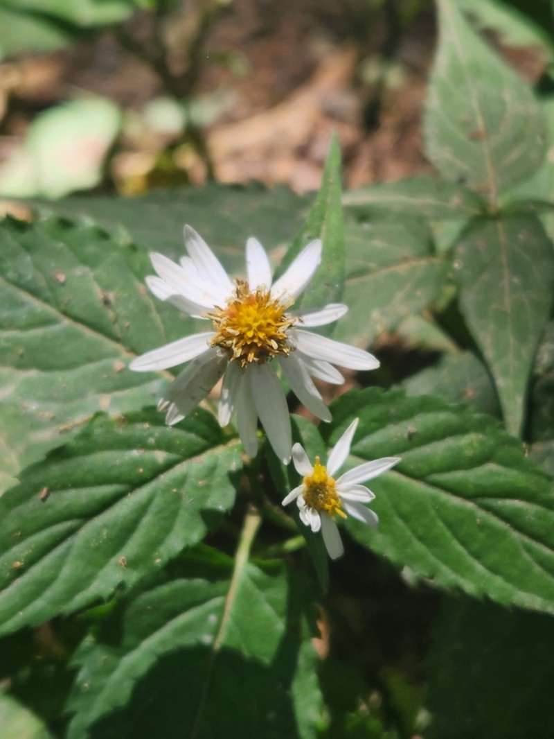 Mountain Aster photo 4