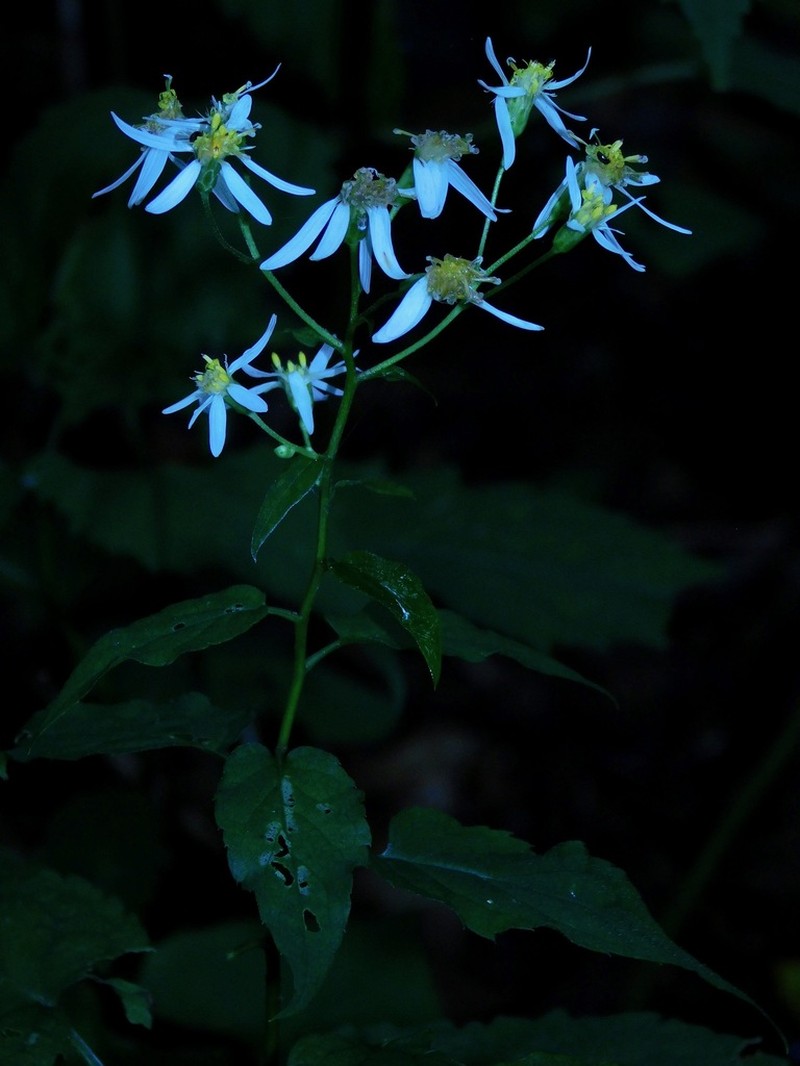 Mountain Aster photo 5