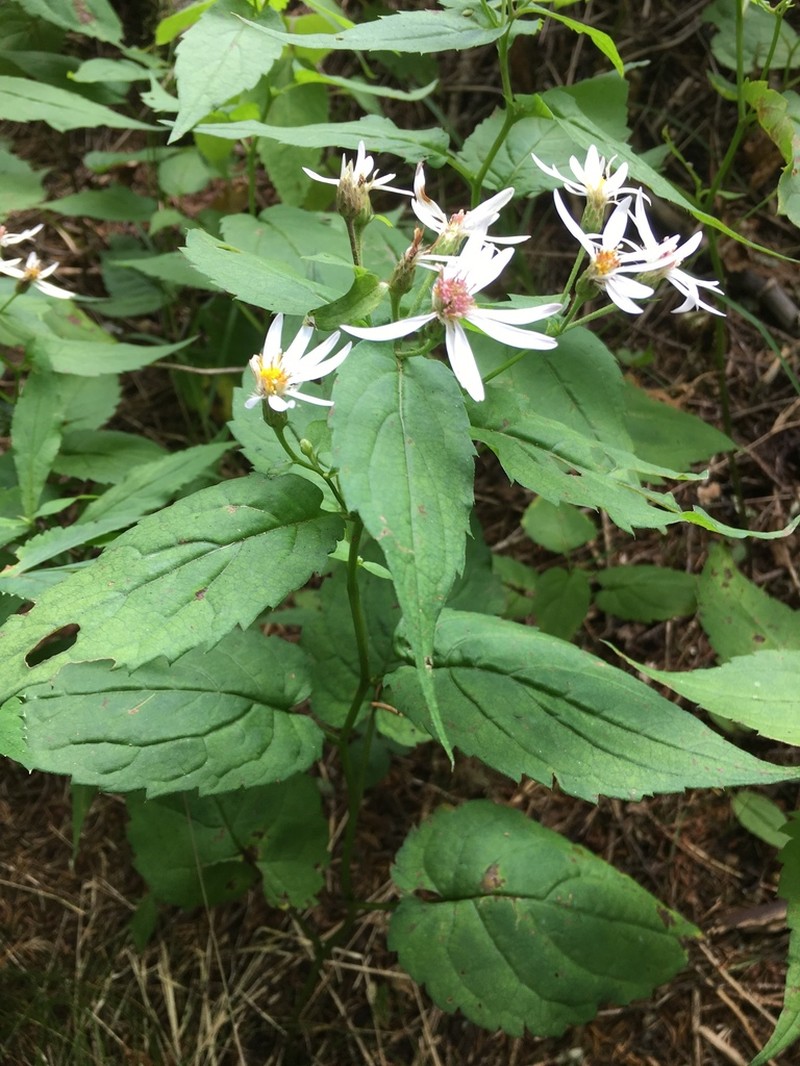 Mountain Aster photo 6