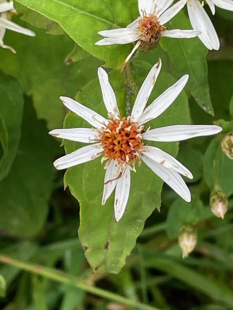 Mountain Aster photo 7