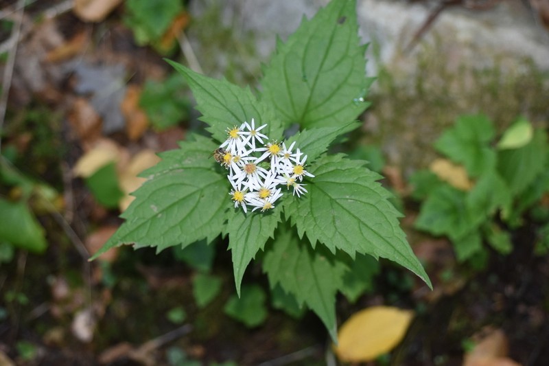 Mountain Aster photo 8