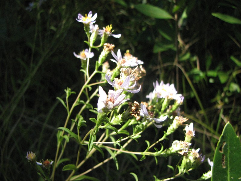 Slender Aster