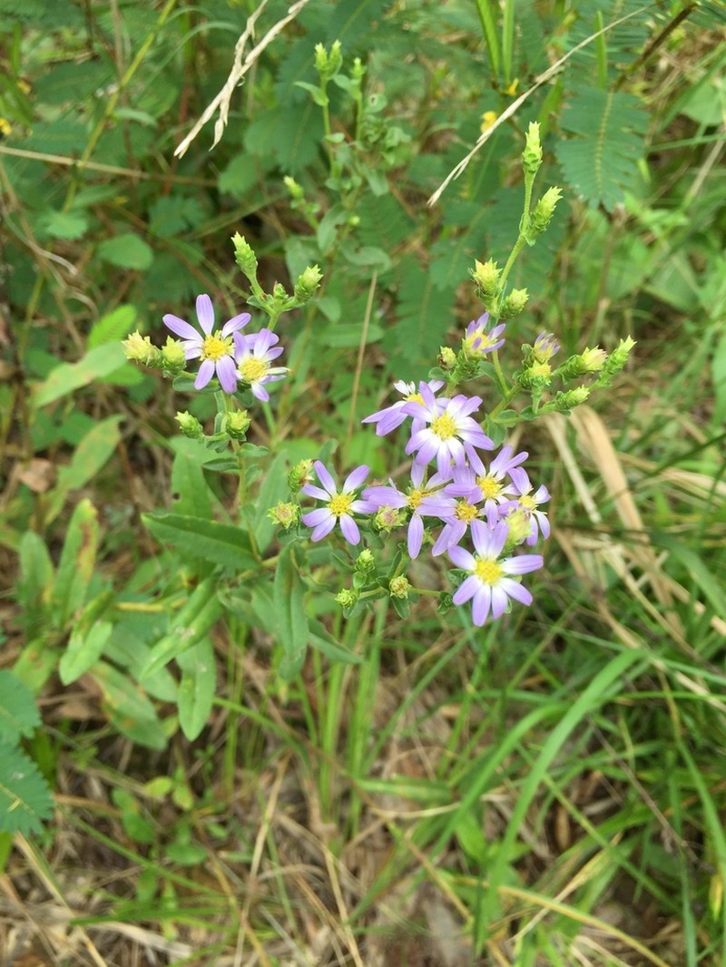 Slender Aster