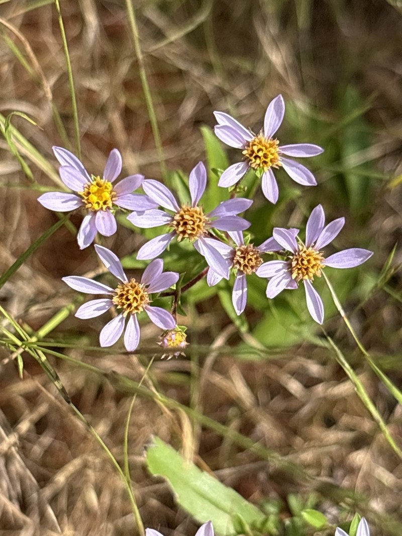 Slender Aster photo 2