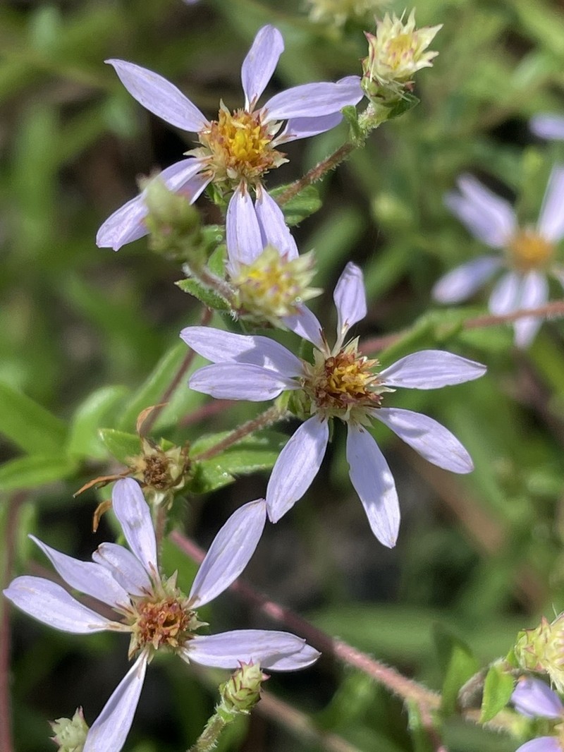 Slender Aster photo 3