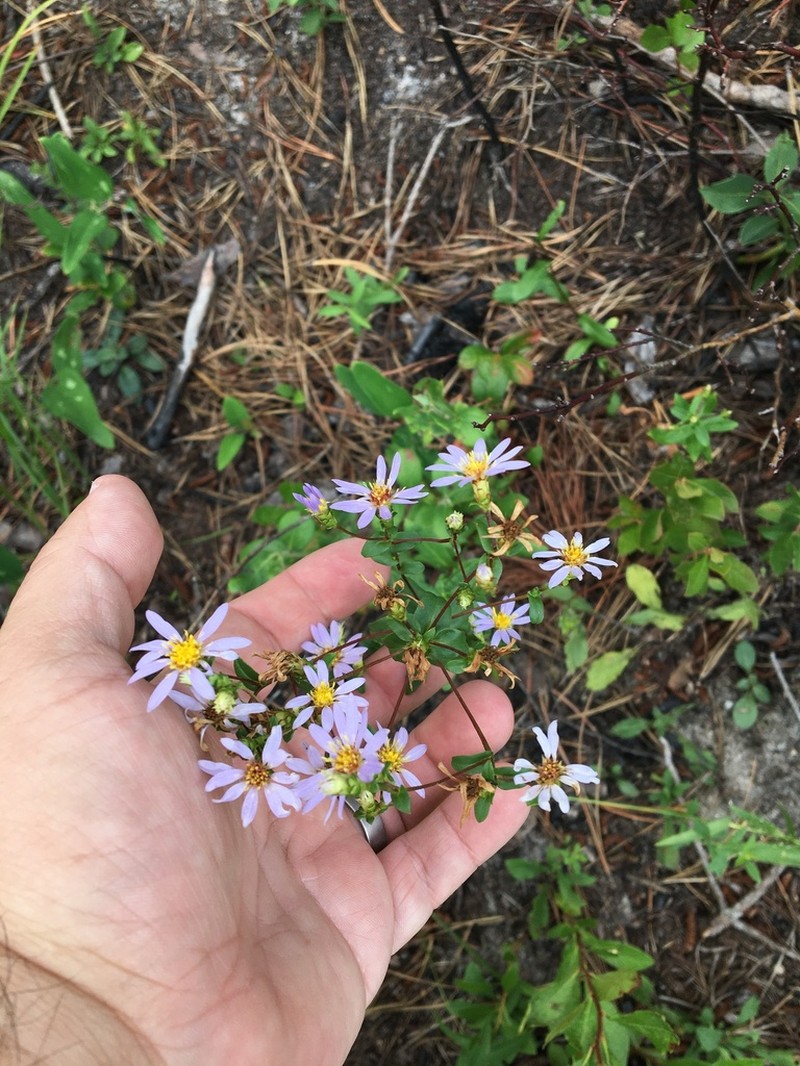 Slender Aster photo 4