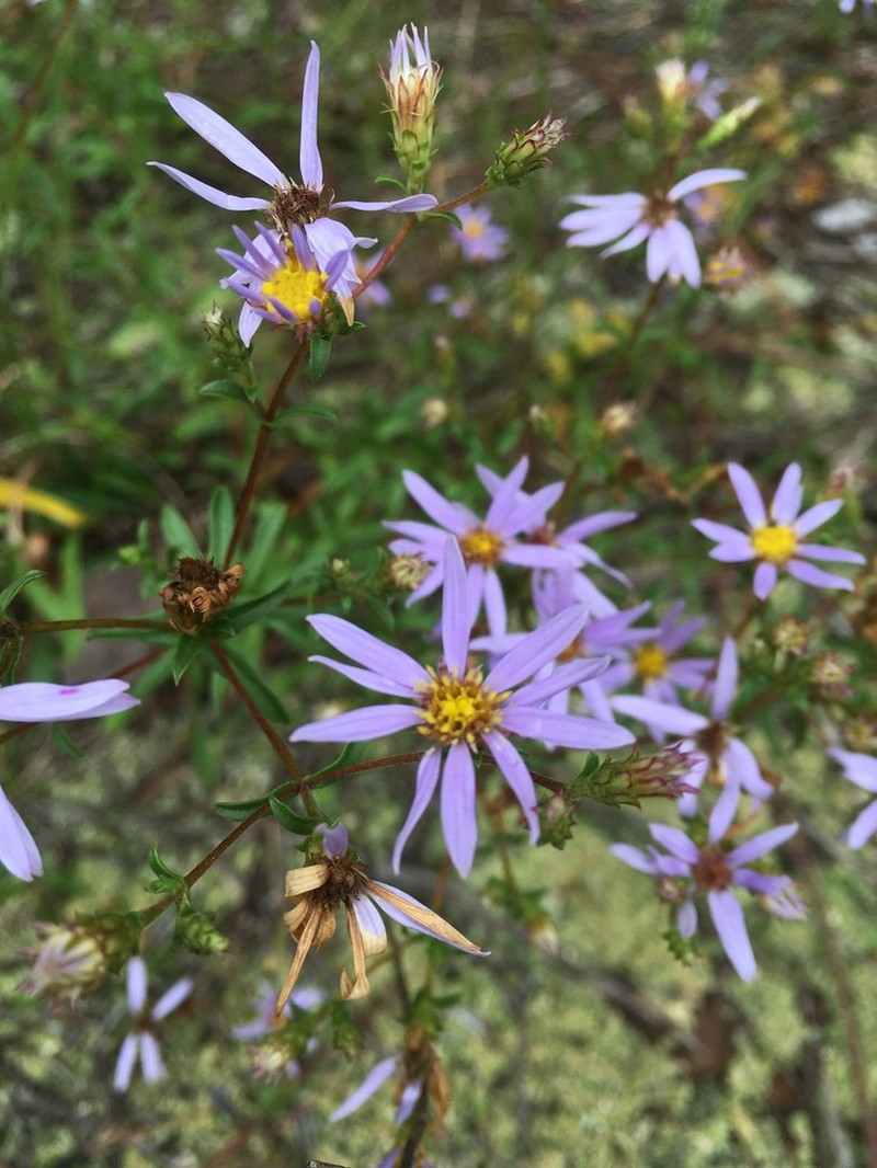 Slender Aster photo 5