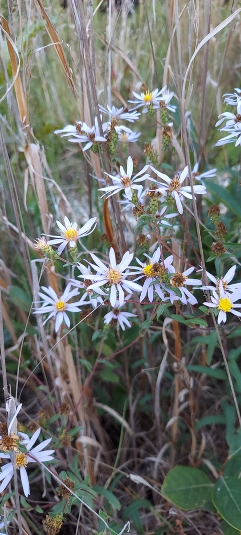 Slender Aster photo 6