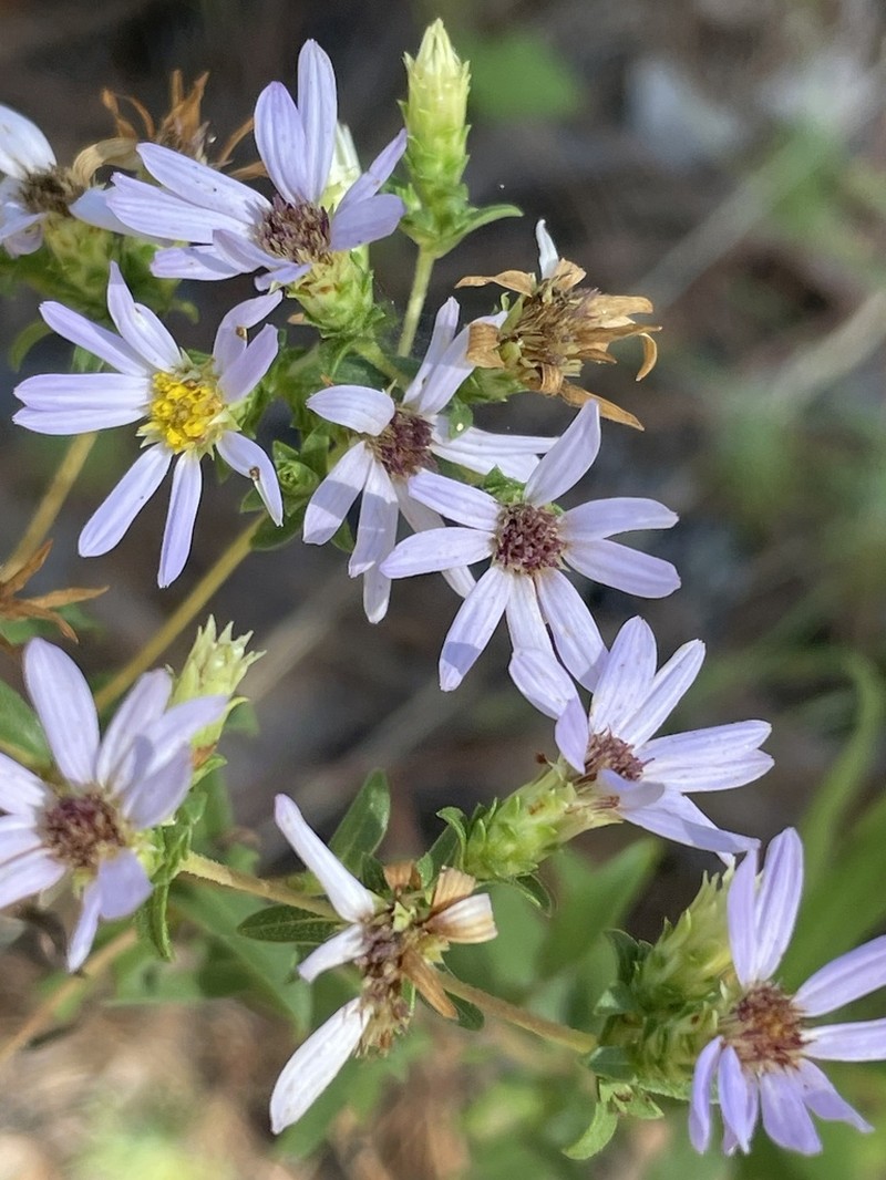 Slender Aster photo 7