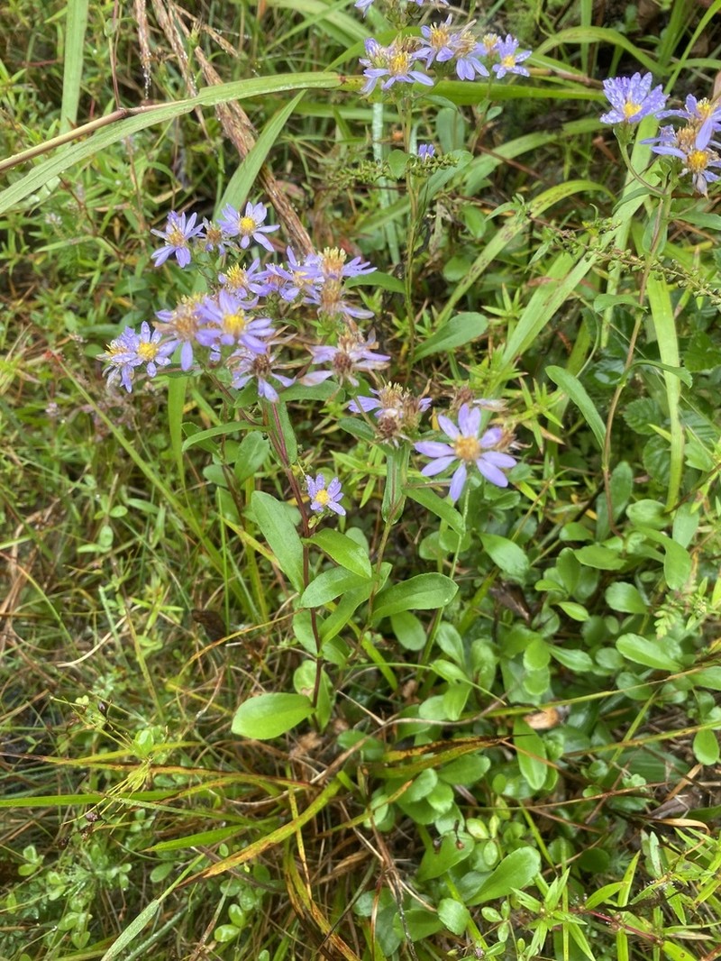 Slender Aster photo 8
