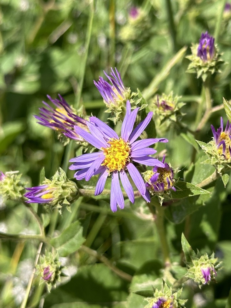 Western Showy Aster