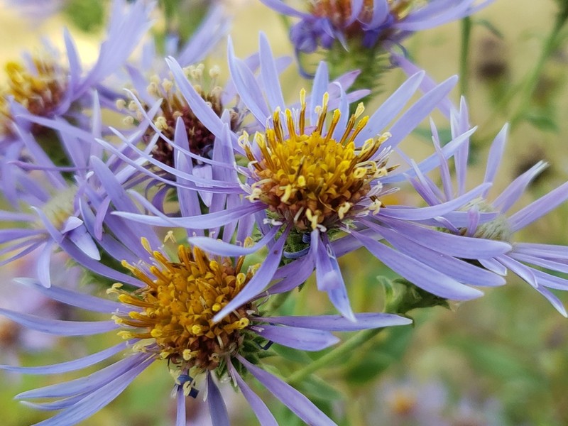 Western Showy Aster photo 3