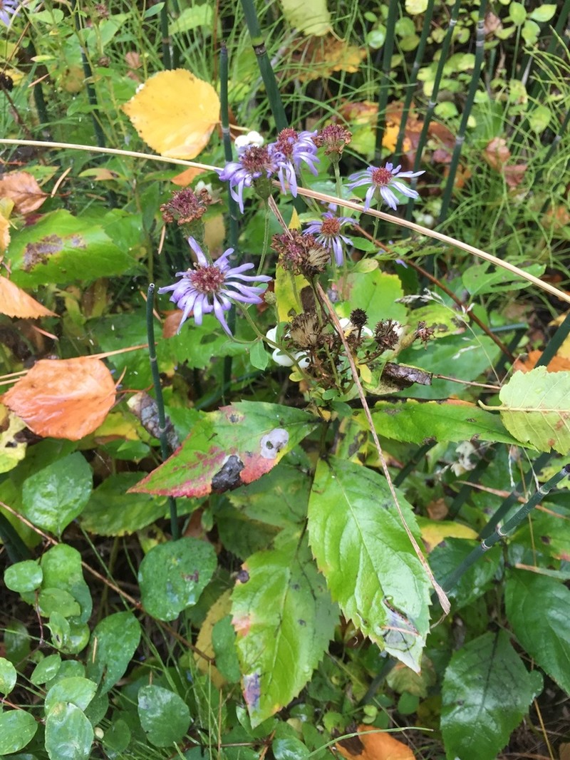 Western Showy Aster photo 4
