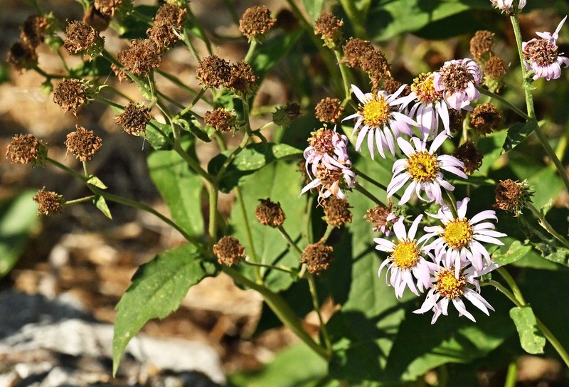 Western Showy Aster photo 5
