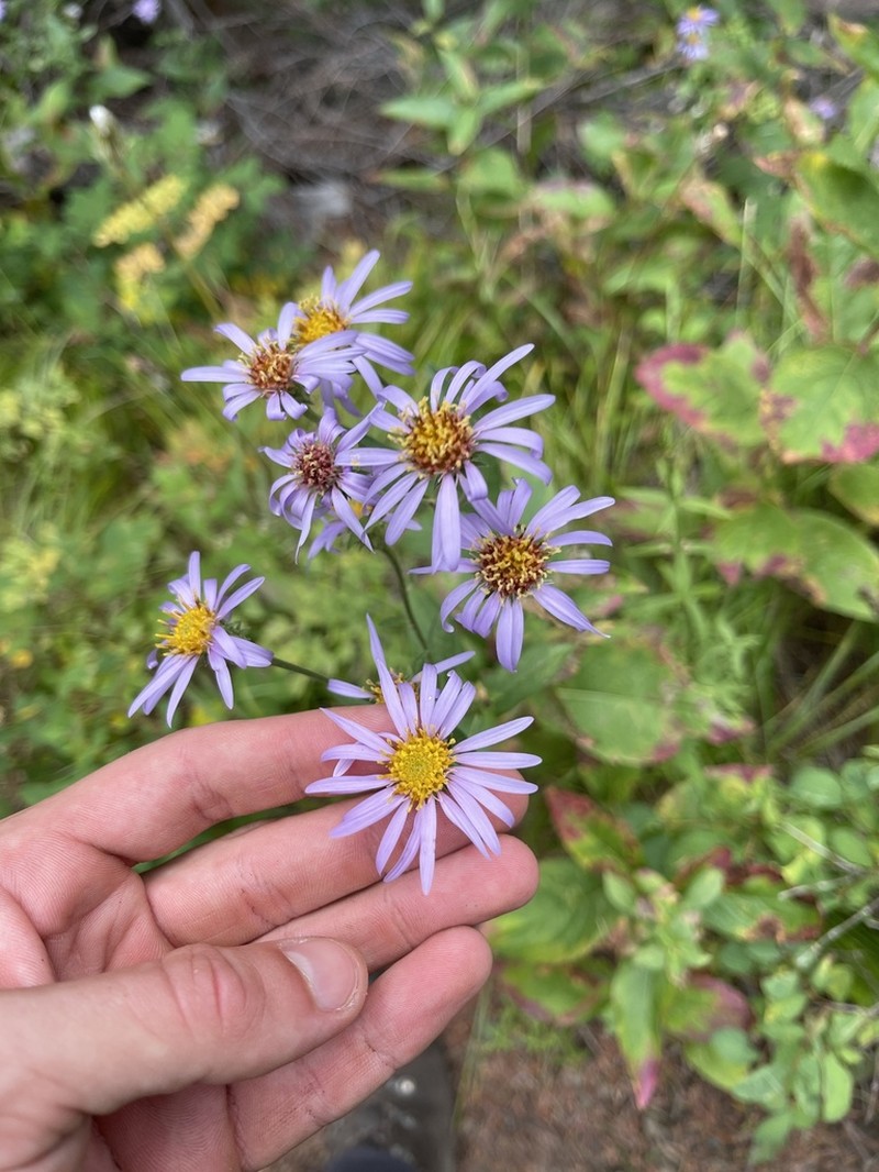 Western Showy Aster photo 6
