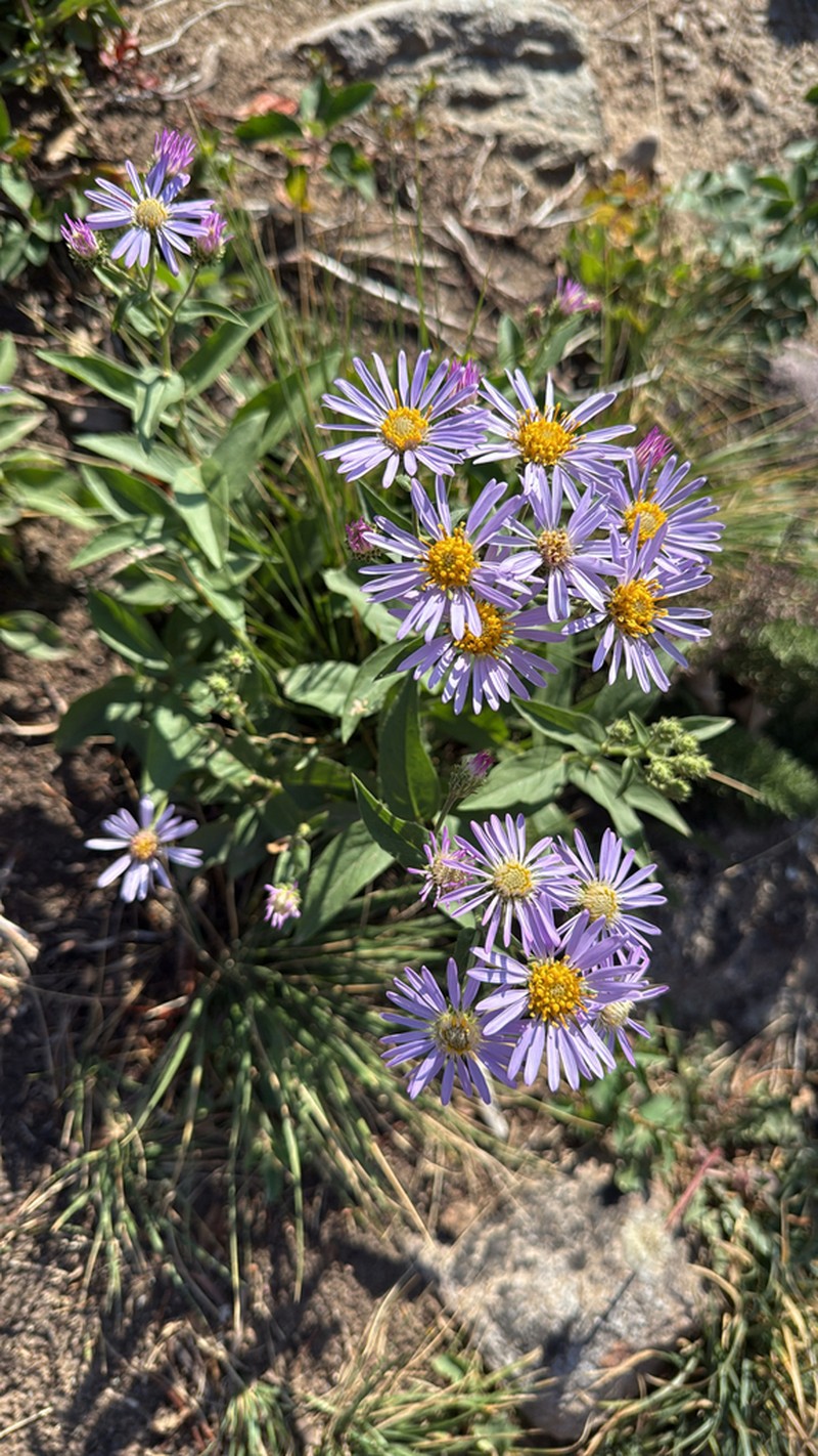 Western Showy Aster photo 7