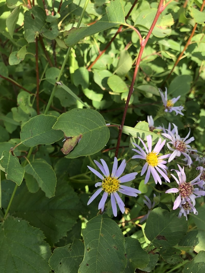 Western Showy Aster photo 8