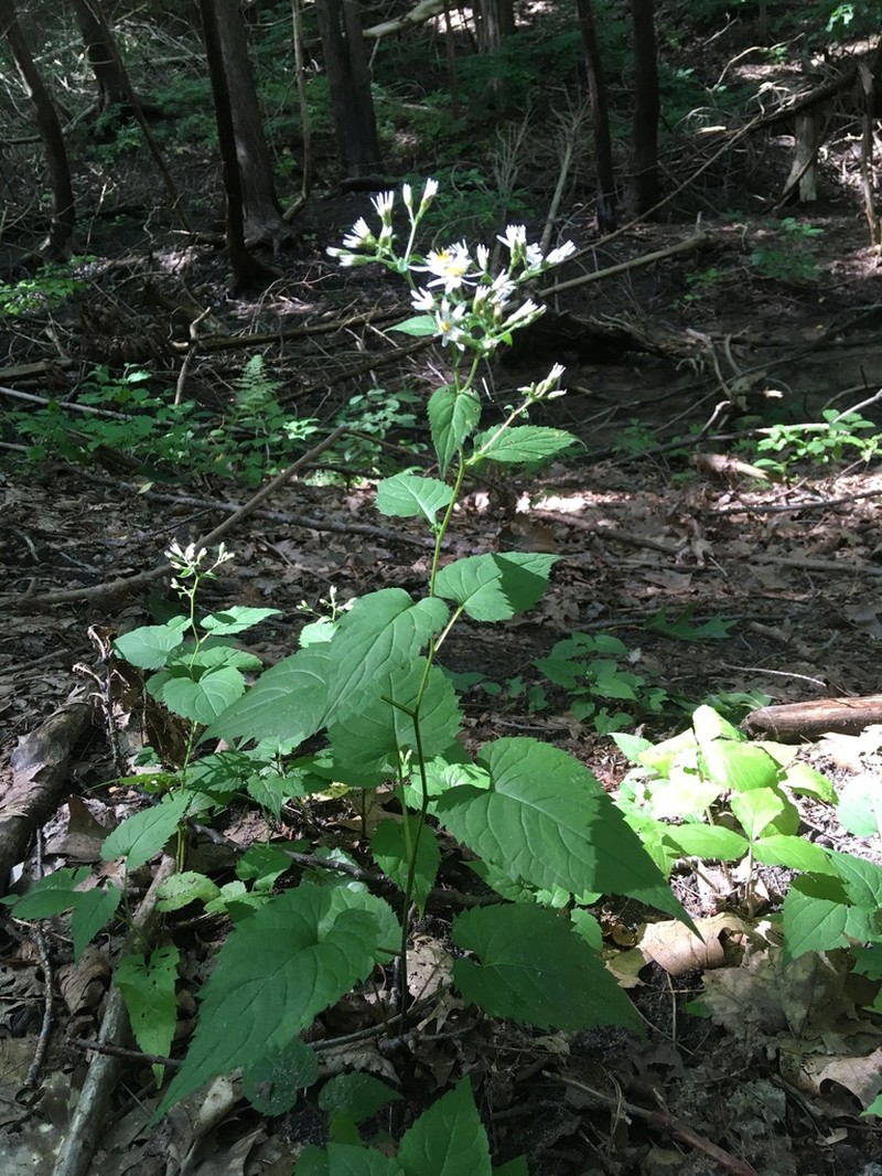 White Wood Aster