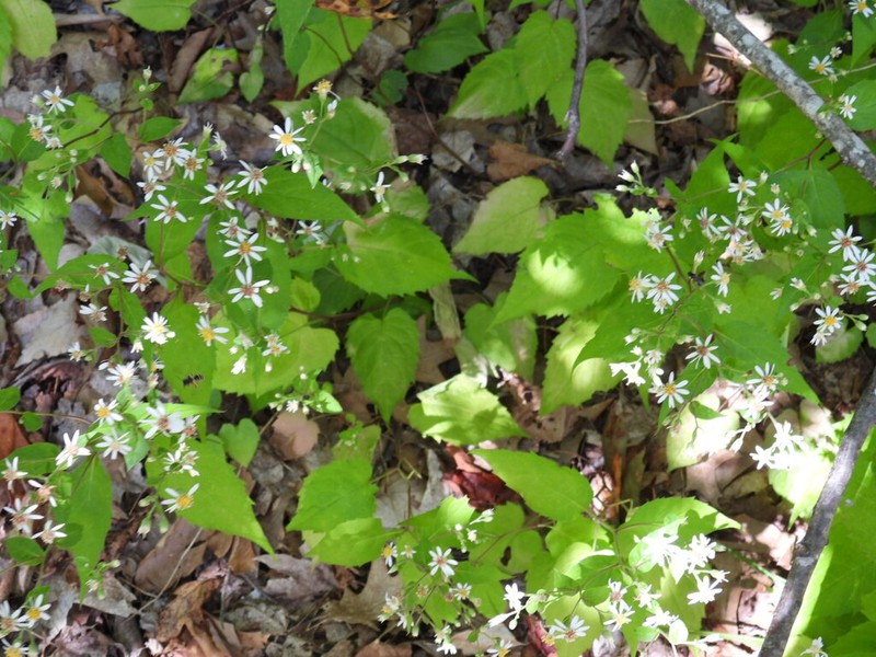 White Wood Aster photo 2