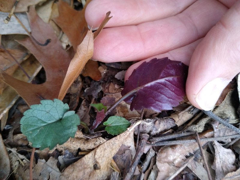 White Wood Aster photo 3