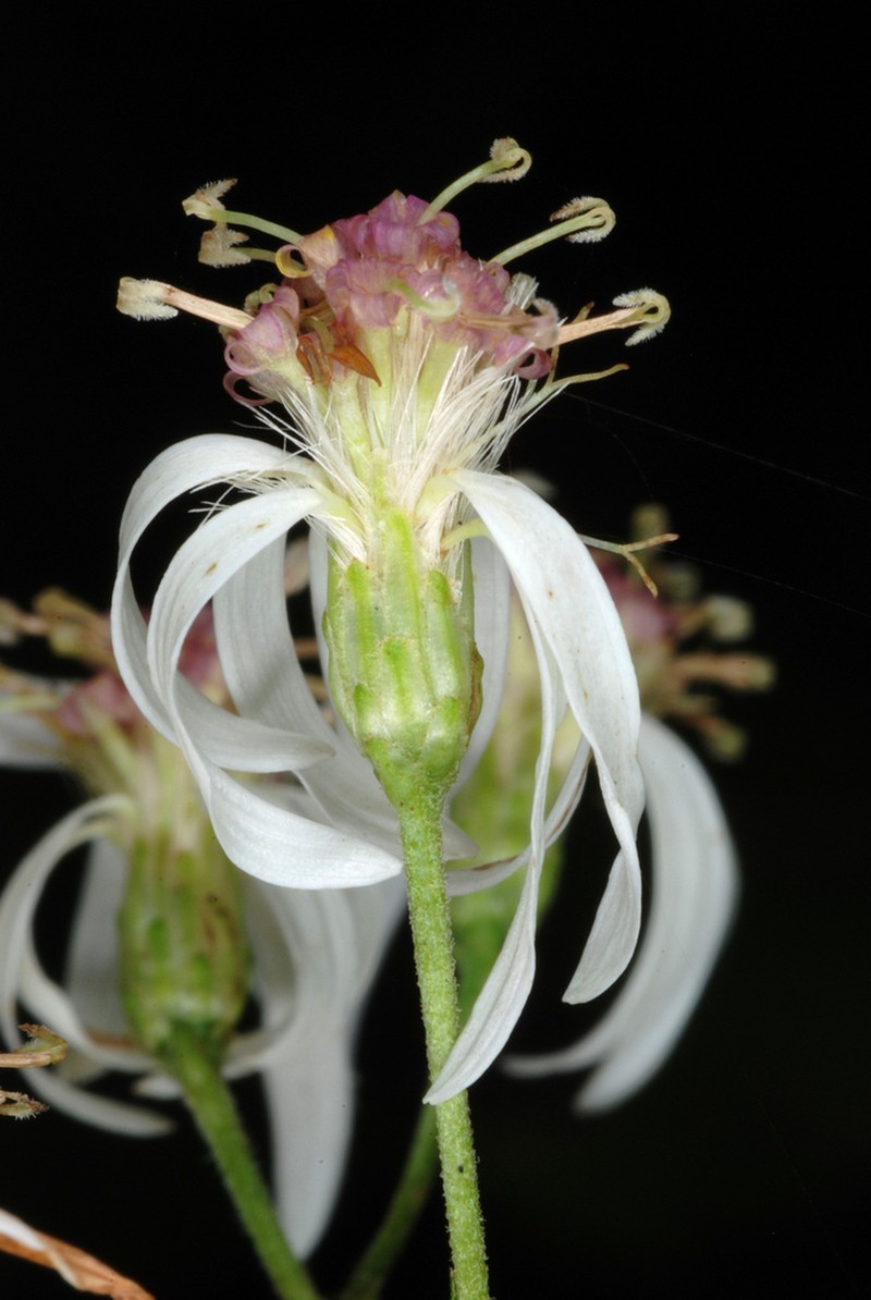 White Wood Aster photo 4