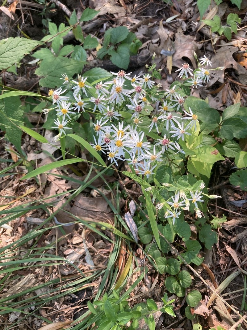 White Wood Aster photo 5