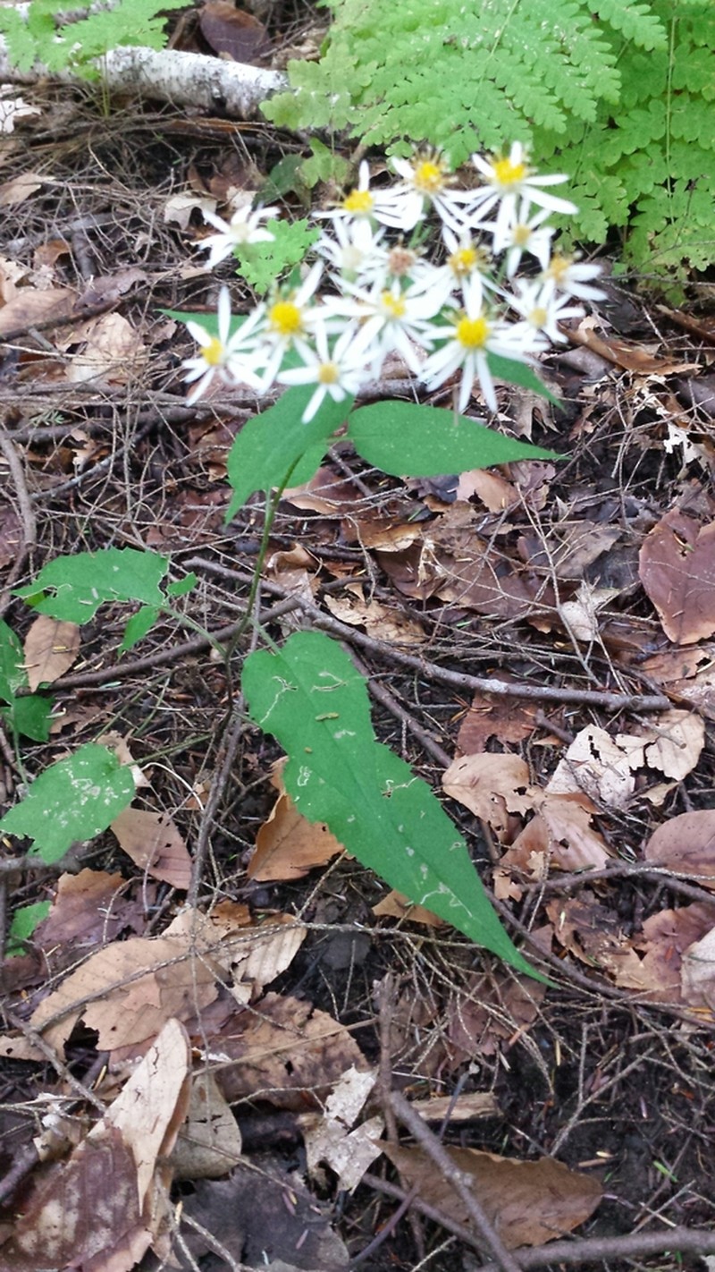 White Wood Aster photo 6