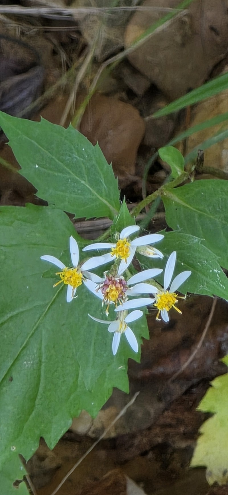 White Wood Aster photo 7