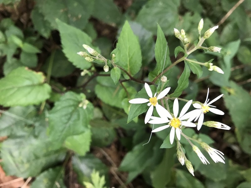 White Wood Aster photo 8