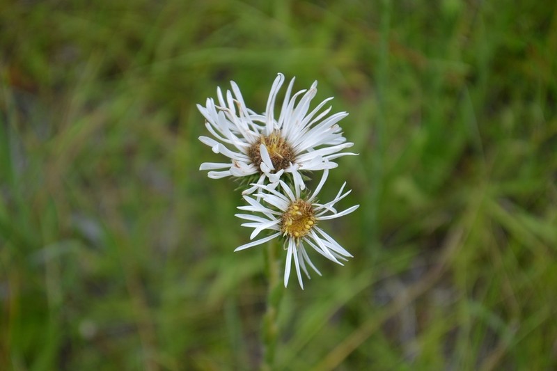 Thistleleaf Aster