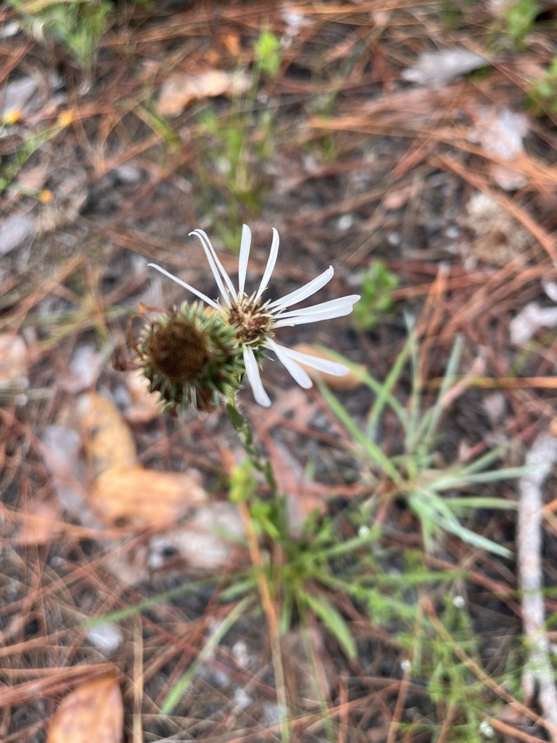Thistleleaf Aster photo 2