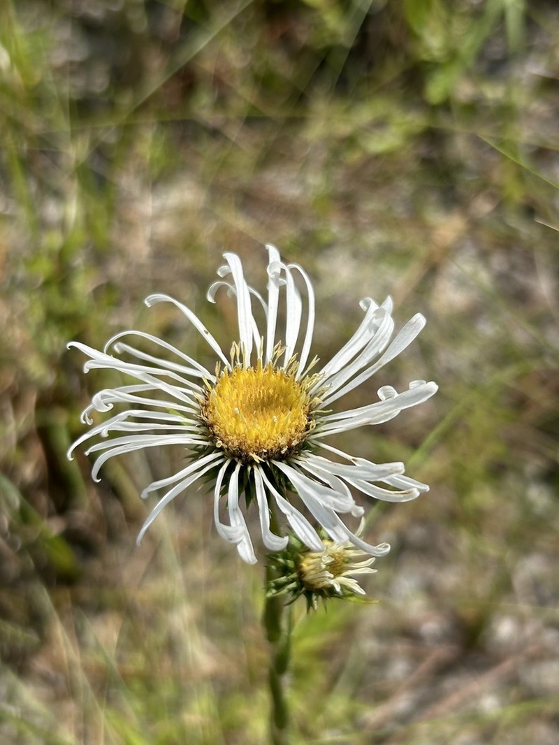 Thistleleaf Aster photo 3