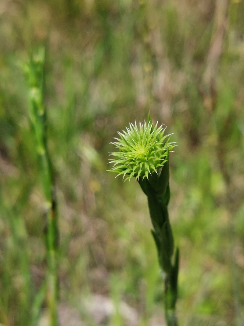 Thistleleaf Aster photo 4