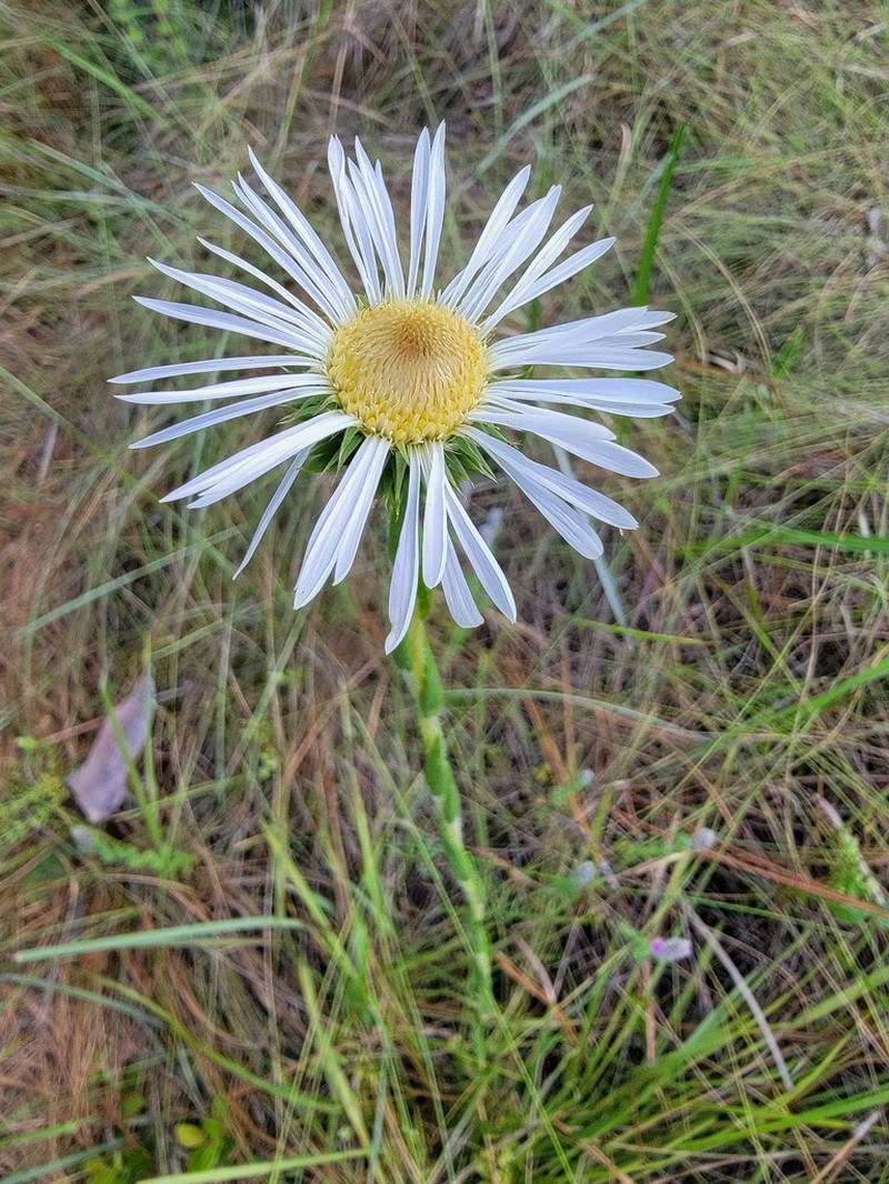 Thistleleaf Aster photo 5