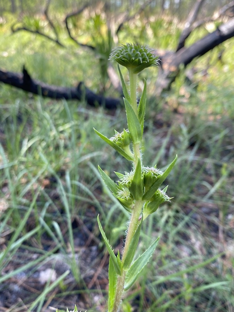 Thistleleaf Aster photo 6