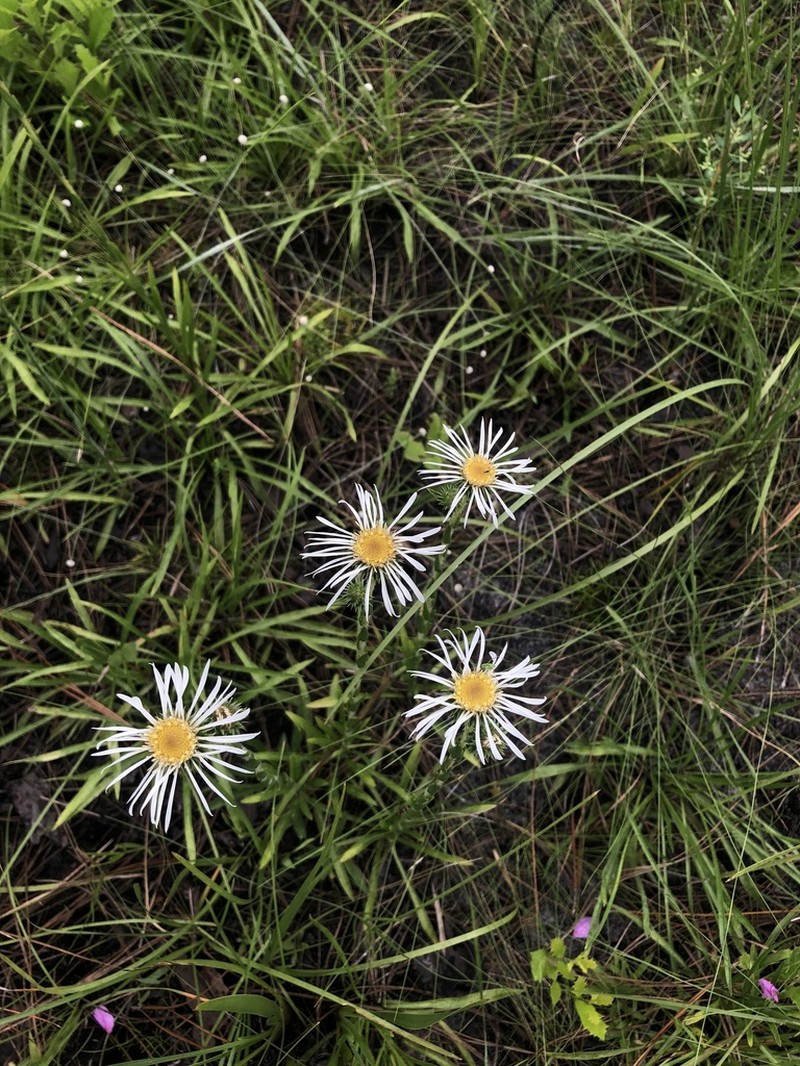 Thistleleaf Aster photo 7
