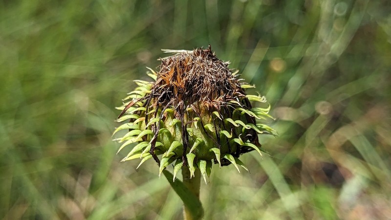 Thistleleaf Aster photo 8