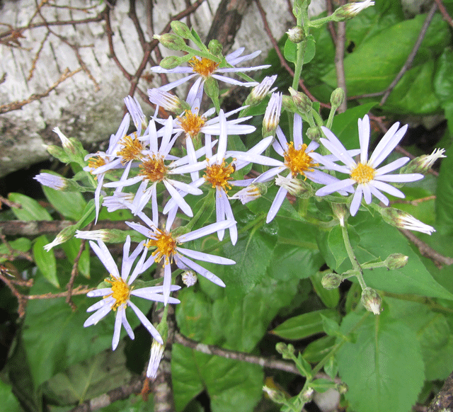 Forked Aster