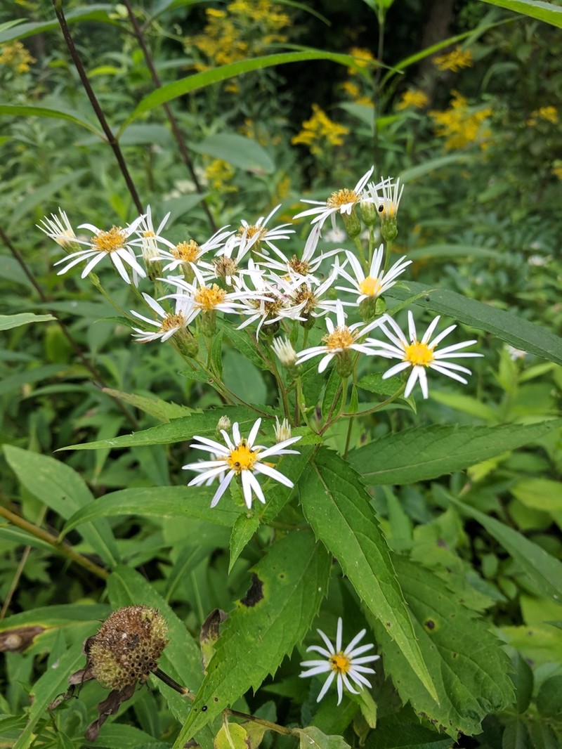 Forked Aster