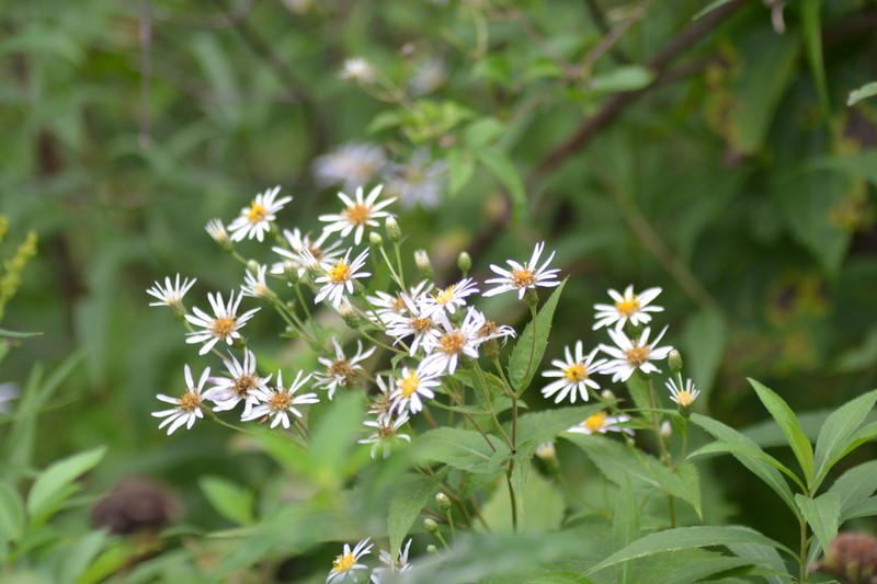 Forked Aster photo 2